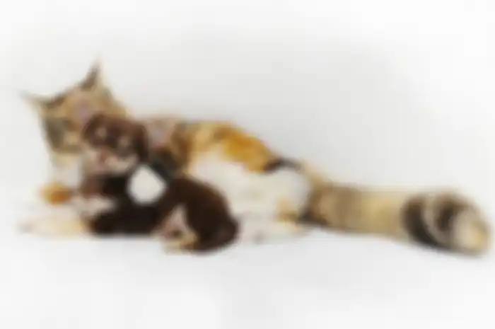 Sebenarnya anjing dan kucing bisa hidup rukun.