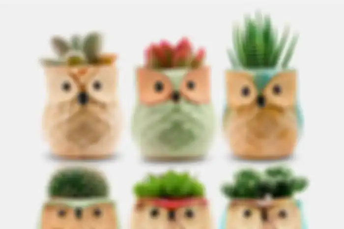 Pot Owl