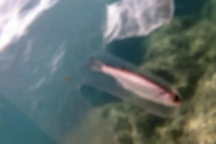 Ikan ini tewas setelah terjebak dalam sarung tangan plastik. 