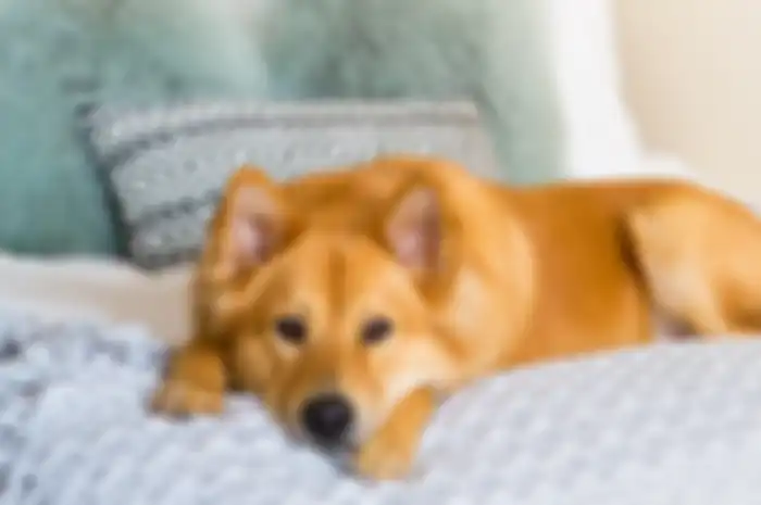 Ilustrasi anjing paling suka tidur di tempat yang empuk.