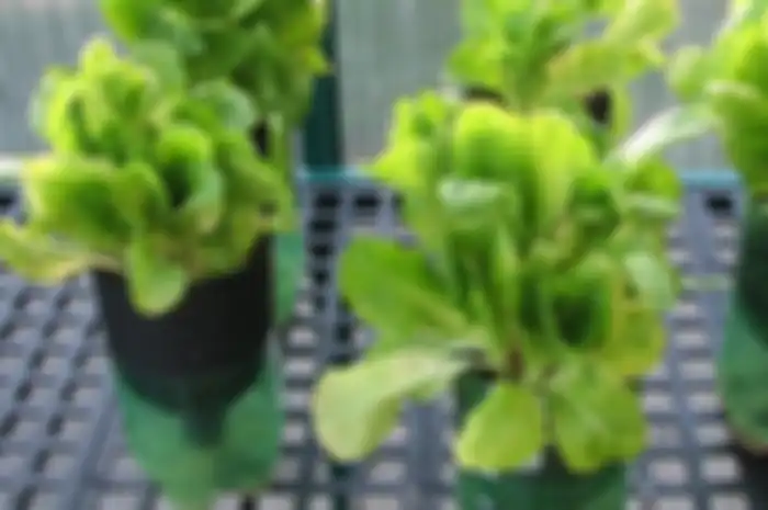 Ilustrasi-Berkebun sayur dengan sistem hidroponik.