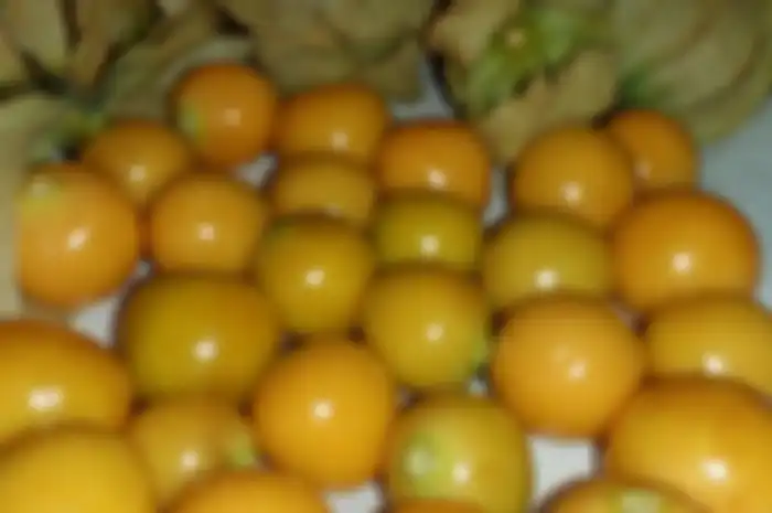 Pernah diabaikan, ini manfaat buah ceplukan