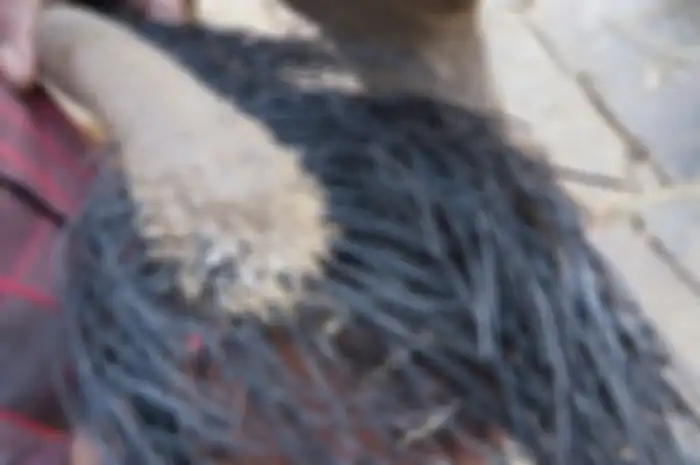 Ekor Gajah