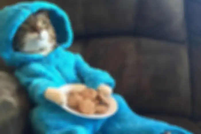 Foto kucing berkostum Cookie Monster di undangan rapat US Embassy