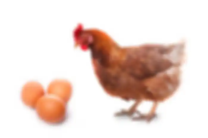 Ayam atau telur duluan?