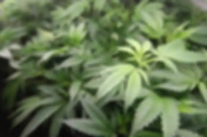 Tanaman Ganja 