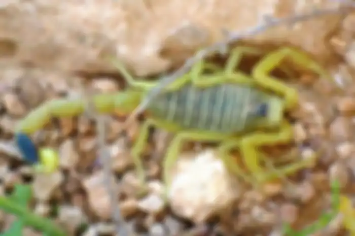 Deathstalker Scorpion