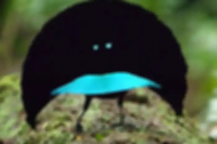 Vogelkop Superb Bird