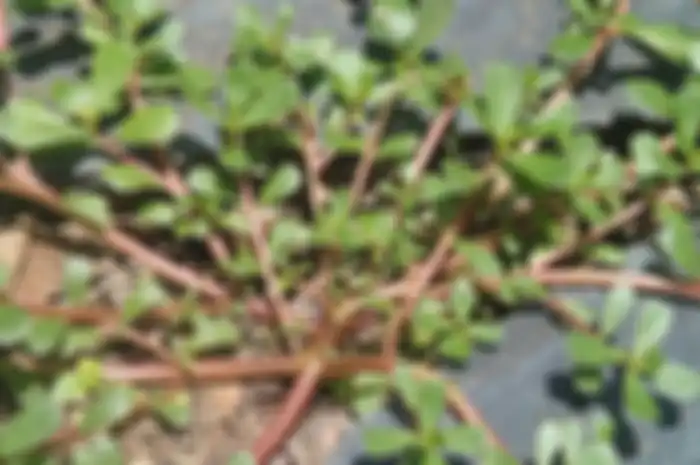 Daun Krokot.