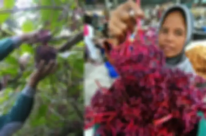 ingin cepat hamil? Konsumsi Buah Parijoto dan Rasakan Khasiatnya!