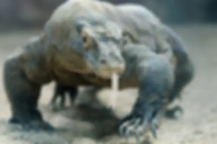Komodo