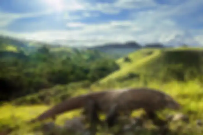 Komodo menjadi salah satu ciri khas kekayaan fauna Indonesia.