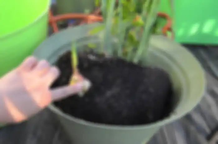 Apa Alasan Berkebun Jadi Syarat agar Bisa Terima Bantuan? Ini Kata Gubernur Gorontalo