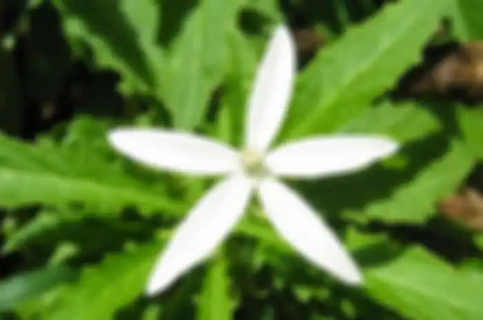 Bunga Kitolod
