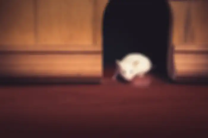 Gambar ilustrasi tikus rumahan