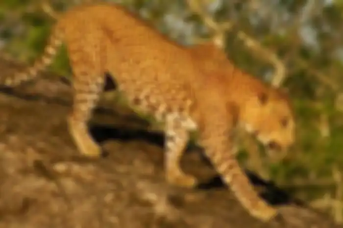 Macan Tutul India