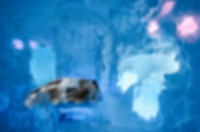 ICEHOTEL