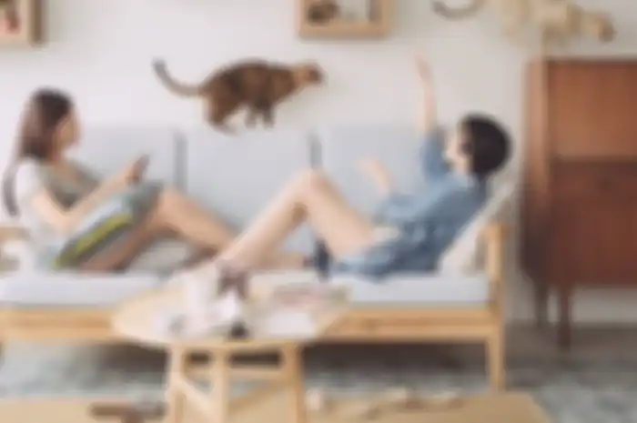 Furnitur modern untuk kucing peliharaanmu di rumah