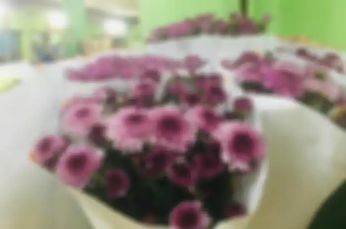 Bunga aster di pasar Rawa Belong