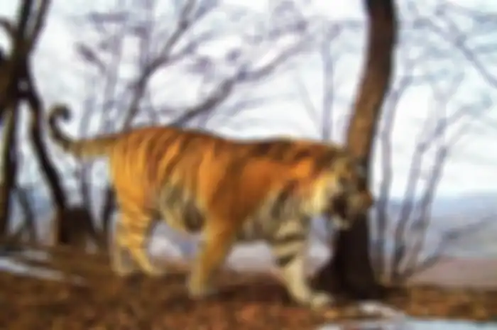 Seekor harimau muncul dan memnta bantuan manusia