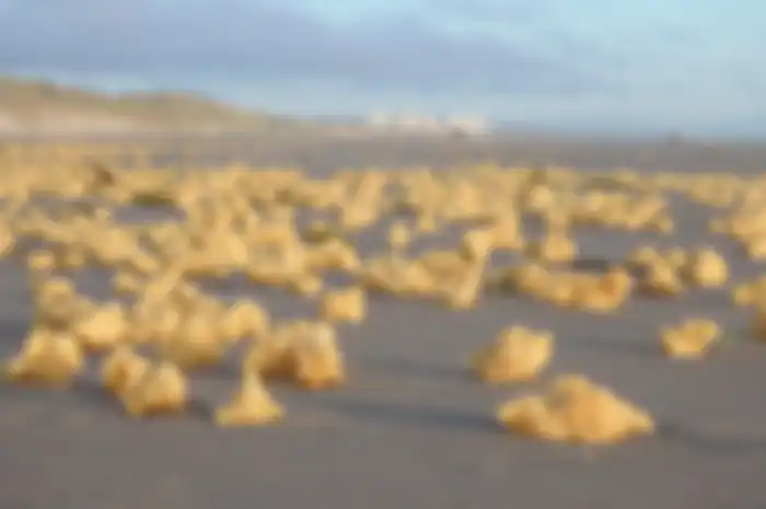 Sponge kuning di tepi pantai