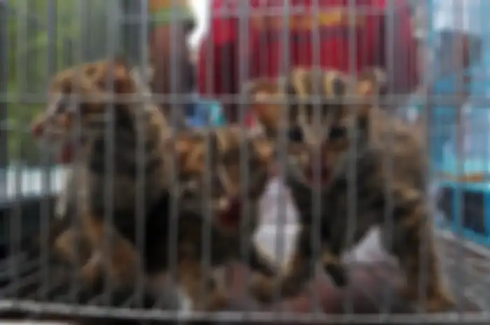 Barang bukti anak Macan Akar dihadirkan bersama tersangka saat gelar kasus perdagangan satwa dilindu