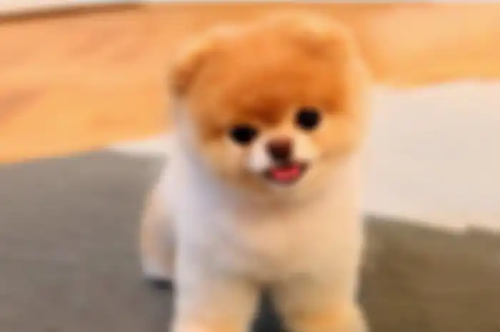 Boo (Anjing Pomeranian)