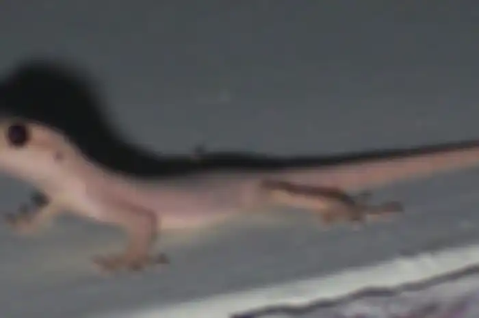 Ilustrasi cicak
