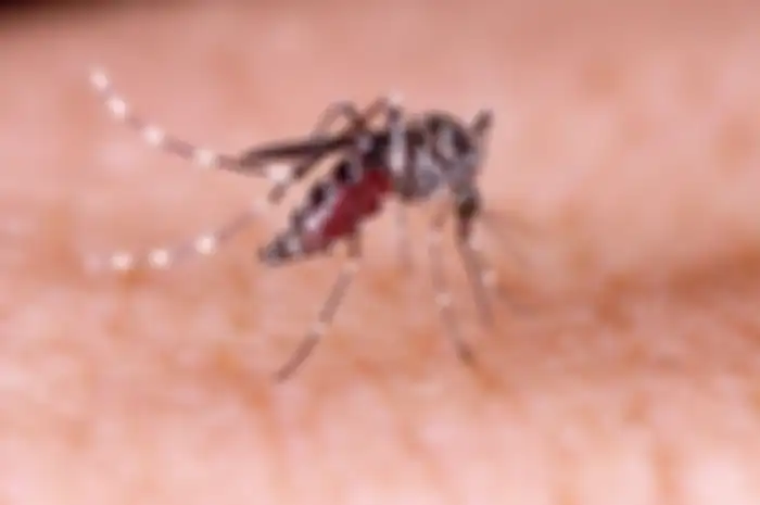 Demam berdarah adalah salah satu jenis penyakit yang disebabkan oleh virus yang dibawa nyamuk Aiedes aegypti.