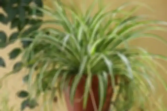 Ilustrasi-Spider plant cepat menumbuhkan daun, cocok di ruang keluarga.