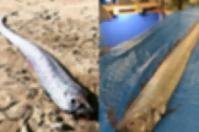 Ikan oar, oleh masyarakat Jepang, ikan ini dianggap sebagai pertanda akan datangnya gempa bumi dan tsunami.