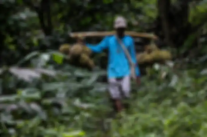 Godjali saat memikul hasil panen durian untuk dibawah kembali ke desa di kawasan perbukitan dekat Gunung Suling, tepatnya di Desa Rabak, Rumpin, Bogor, Jawa Barat, Kamis (31/1/2019). Untuk mencapai kawasan perbukitan membutuhkan waktu sekitar 2 jam jalan kaki untuk memanen durian, bulan desember sam