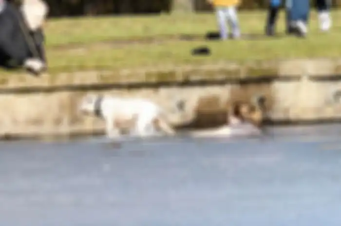 Wanita itu mempertaruhkan nyawanya untuk menyelamatkan seekor anjing dari danau yang membeku.