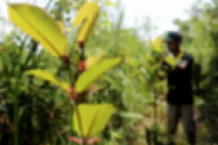 Daun kratom, yang disebut memiliki efek 10 kali lebih berbahaya dibanding kokain dan ganja.