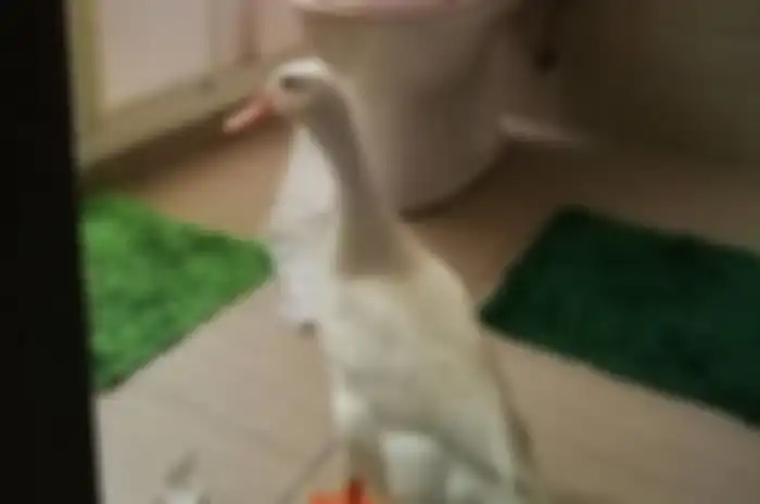 Di mana pun letak kamar mandi dan kloset, lokasi ideal septictank tetap di  belakang rumah. 