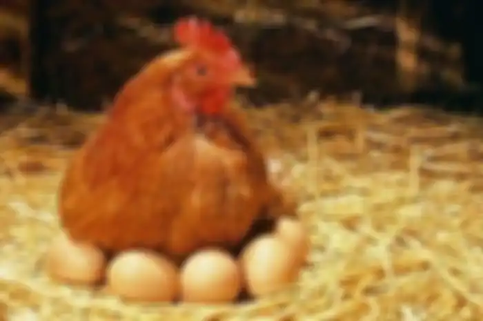 Ilustrasi ayam