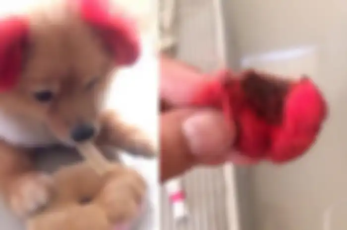 Diwarnai Pink, Telinga Anjing Malang Ini Sampai Putus Karena Alergi