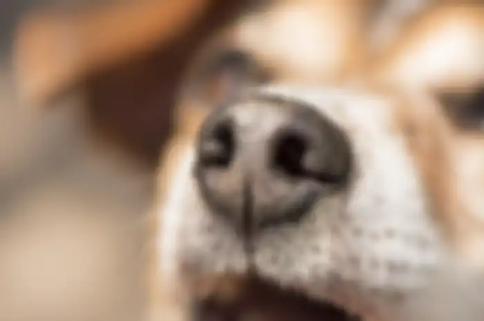 Penciuman anjing