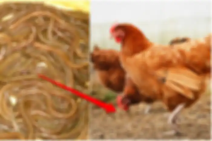Dulu Dijadikan Pakan Ayam dan Babi, Sekarang Satu Kilonya Capai Harga Rp 17 Juta!