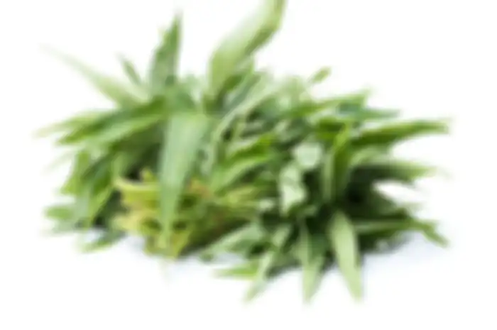 Kangkung