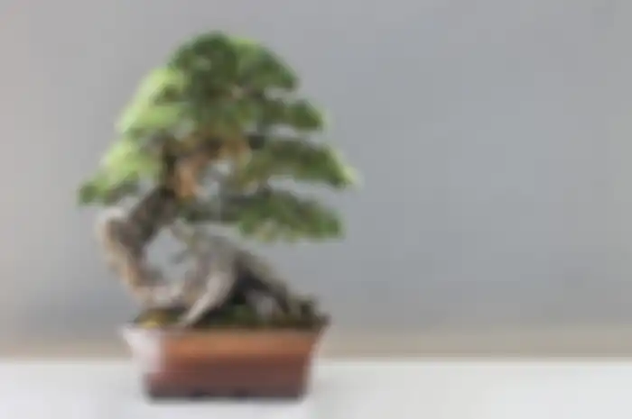 Ilustrasi Bonsai