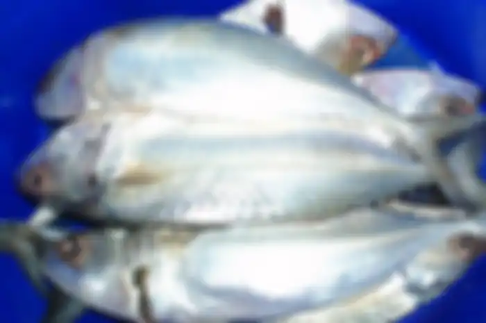 Ikan kembung