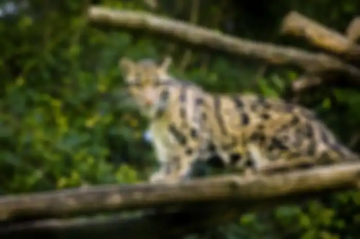 Macan dahan formosa.