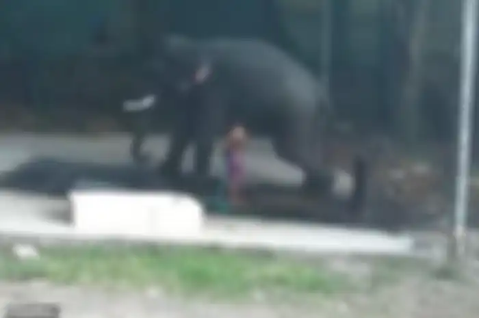 Panikkar sedang memandikan gajah