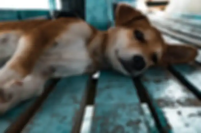Ilustrasi Anjing Terlantar
