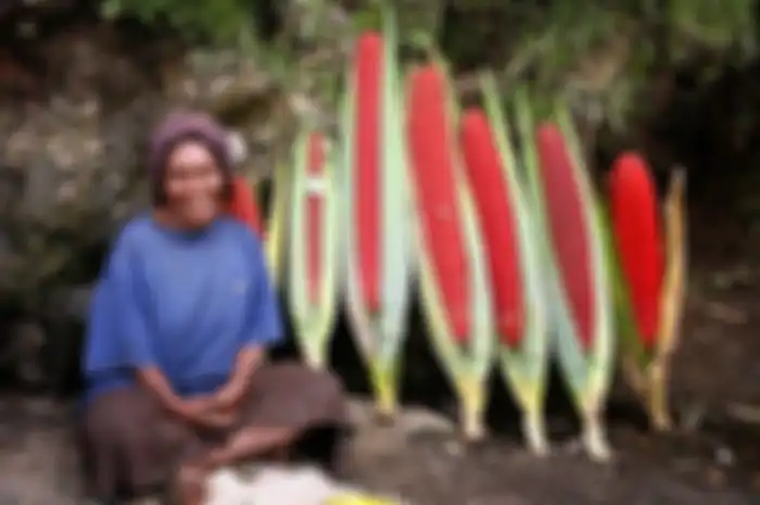 'Si Merah dari Papua' yang Simpan Segudang Manfaat Kesehatan, dari TBC Hingga HIV