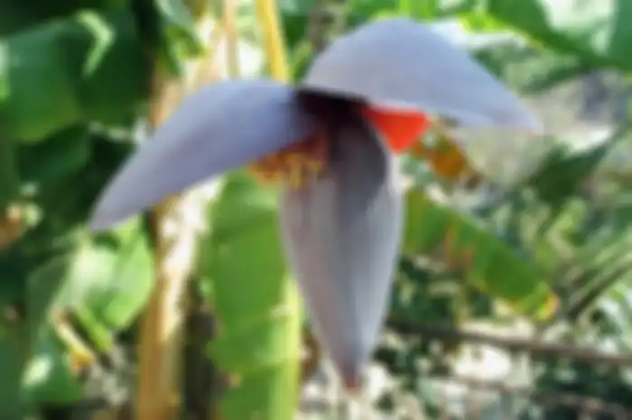 Jantung pisang