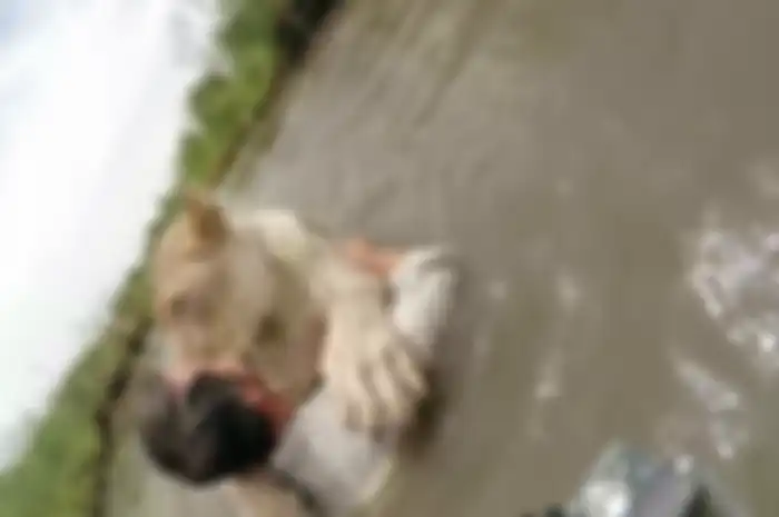 Kevin Richardson dan singa