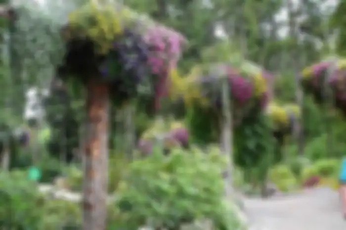 Pohon terbalik di taman Glacie, Alaska
