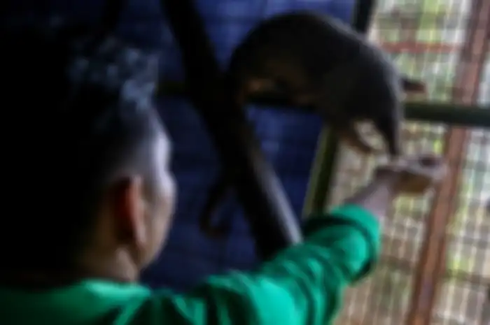 Pengasuh hewan saat memberikan makan kepada trenggiling di Kebun Binatang Ragunan, Jakarta Timur, Rabu (20/3/2019).